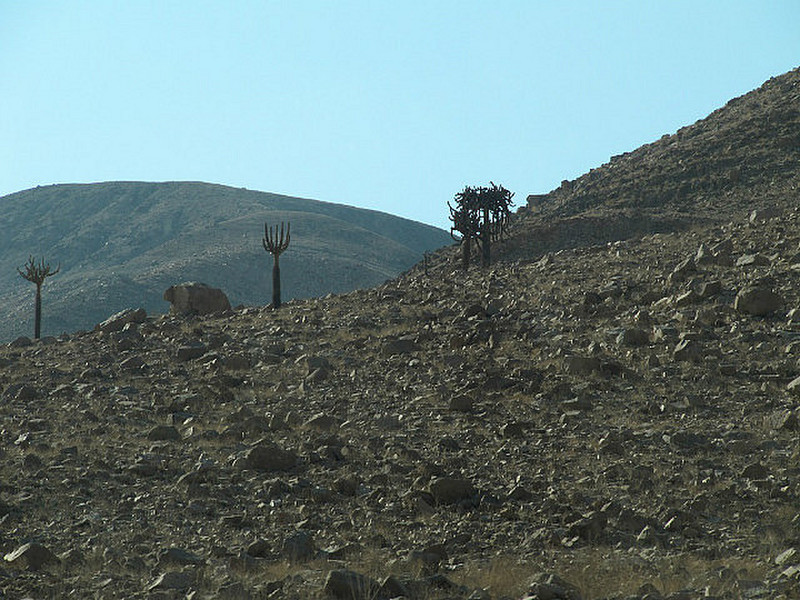 Cactus on hillside