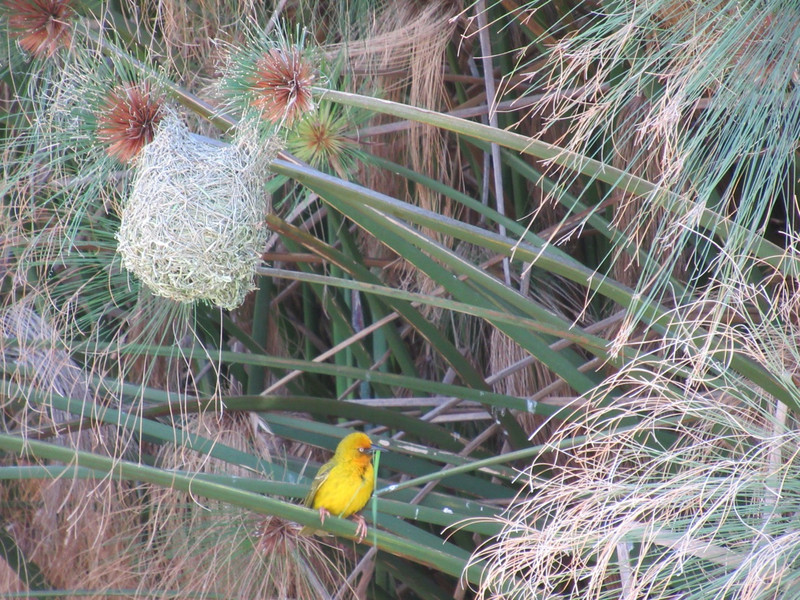 Weaver Bird and it&#39;s nest