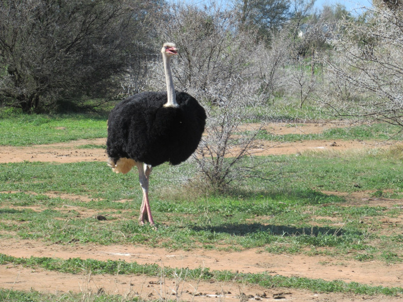 Male ostrich 
