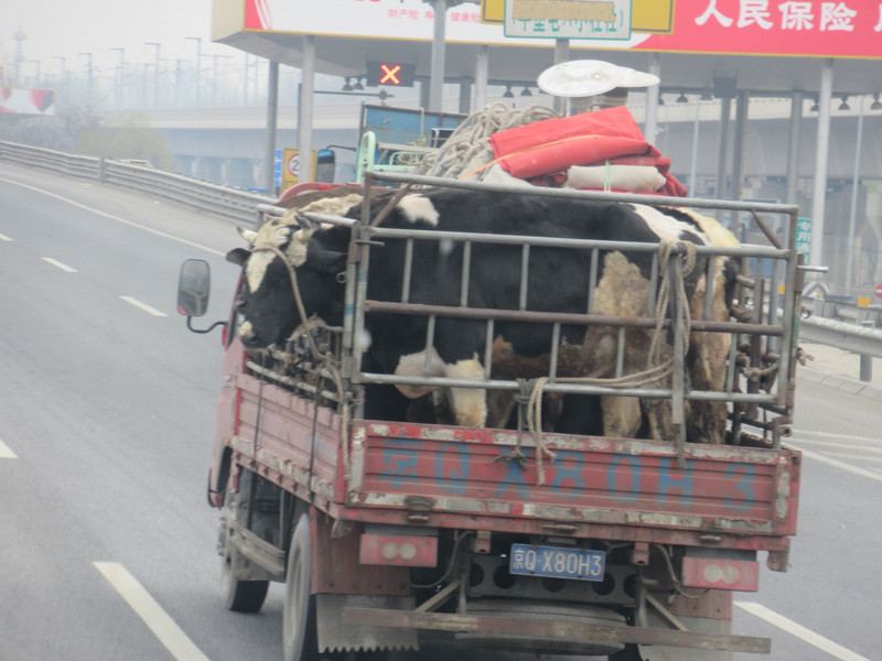 Transporting Cattle 