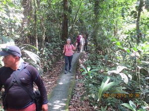 Jungle walkway