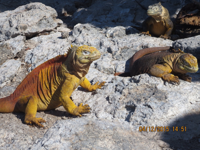 More iguanas