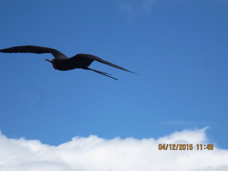 Frigate birds