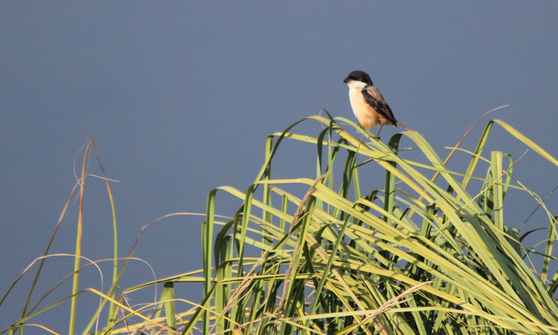 Bird sanctuary 