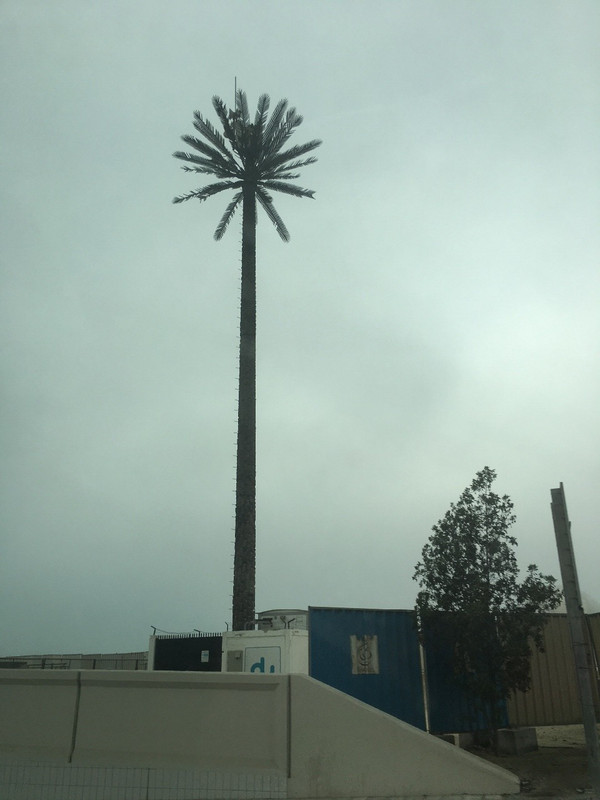 Sneaky little Phone Tower disguised as a Palm Tree