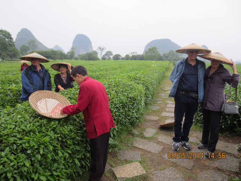 Guilin tea plantation