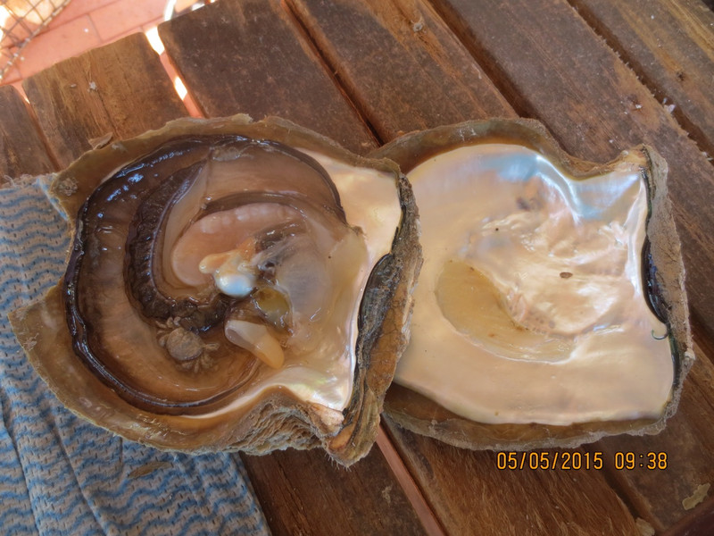 Pearl Oyster (Pinctada maxima)