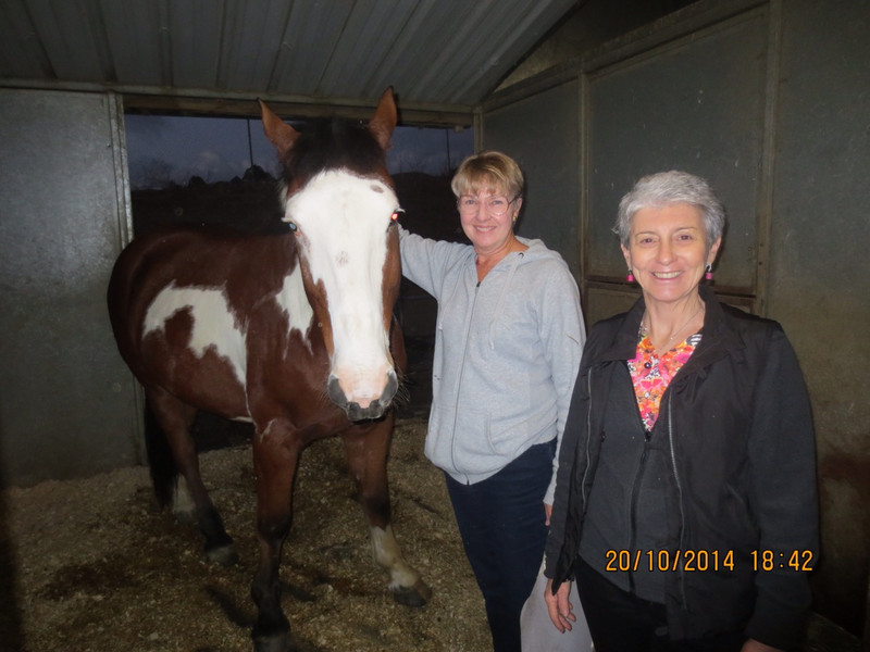 Joellen&#39;s horse Tucker
