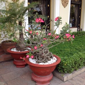 Amazing plants outside Majestic Hotel 