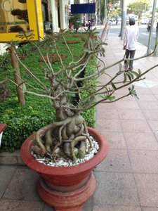 Fancy root system