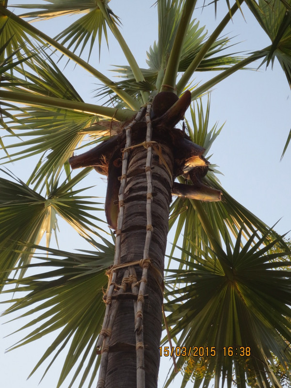 Palm harvesting