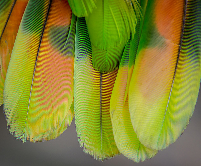 Feather Colours
