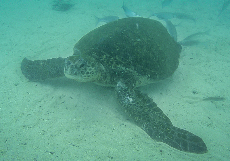 Underwater Sea Turtle