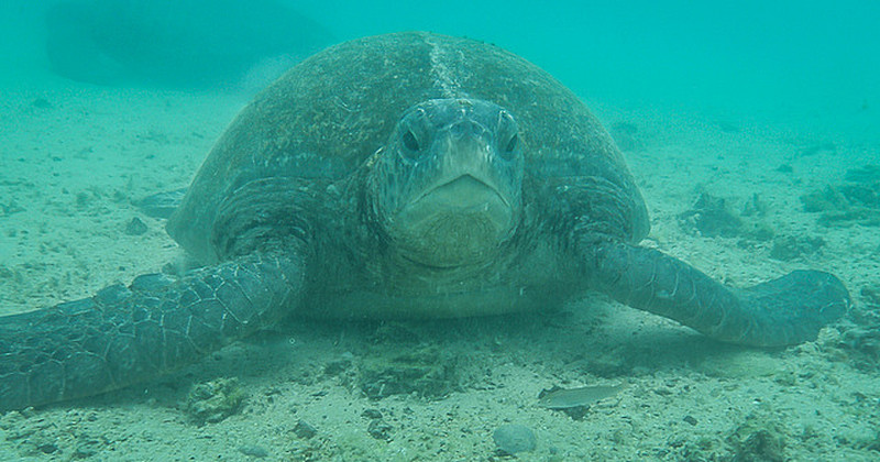 Underwater Sea Turtle 2
