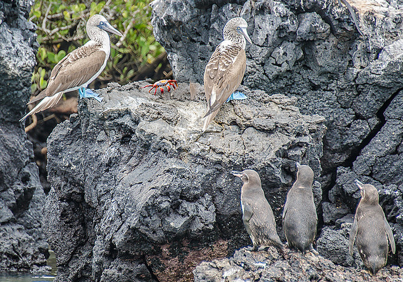 Blue-Footed Boobies, Penguins, and Crab