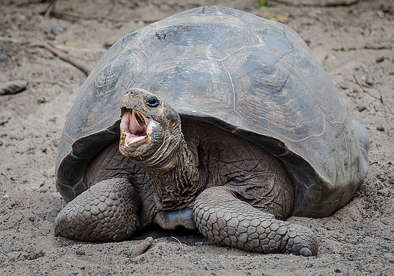 Tortoise Yawning - Maybe?