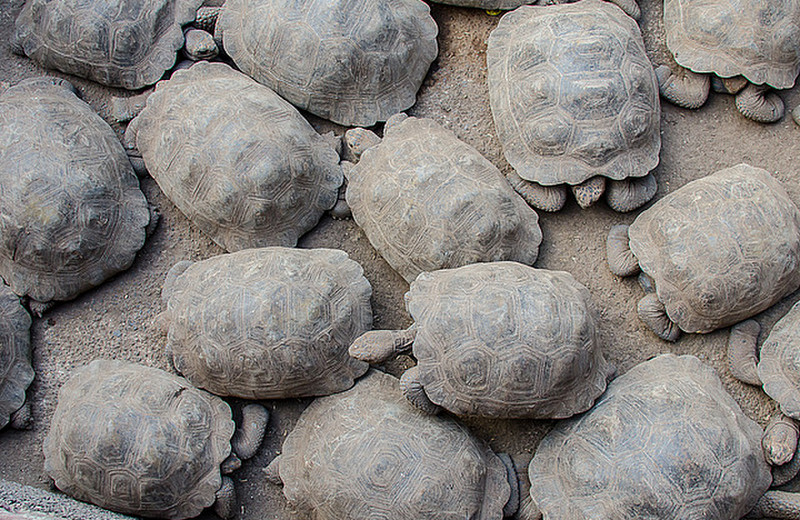 Teen Tortoises