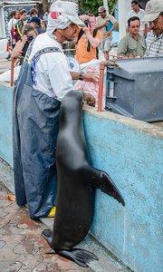 Fish Market &amp; Hungry Sea Lion