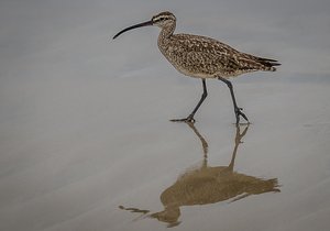 Bird on the Sand