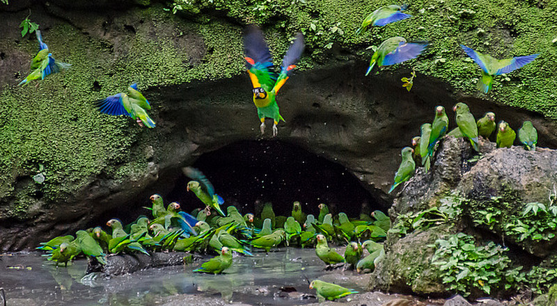 Claylick where parrots &amp; parakeets detoxify 