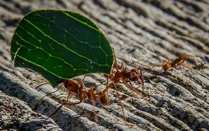 Leaf cutter ants busy 24/7