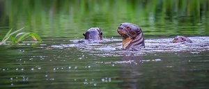 Family of Giant River Otters