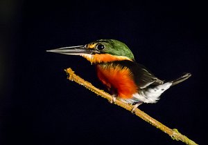 Nocturnal kingfisher