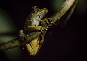 attempt to capture a tree frog in dead of night