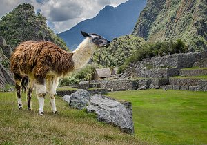 The llamas live at high altitude