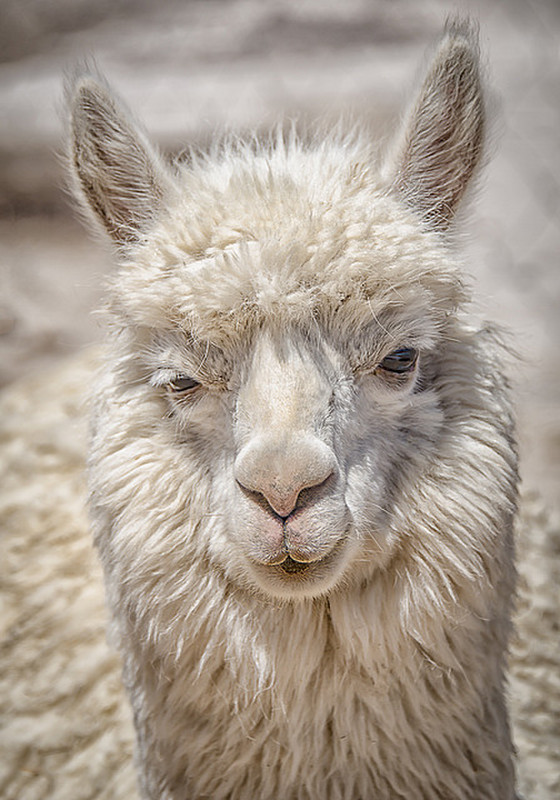 Alpaca - Another Beautiful Face