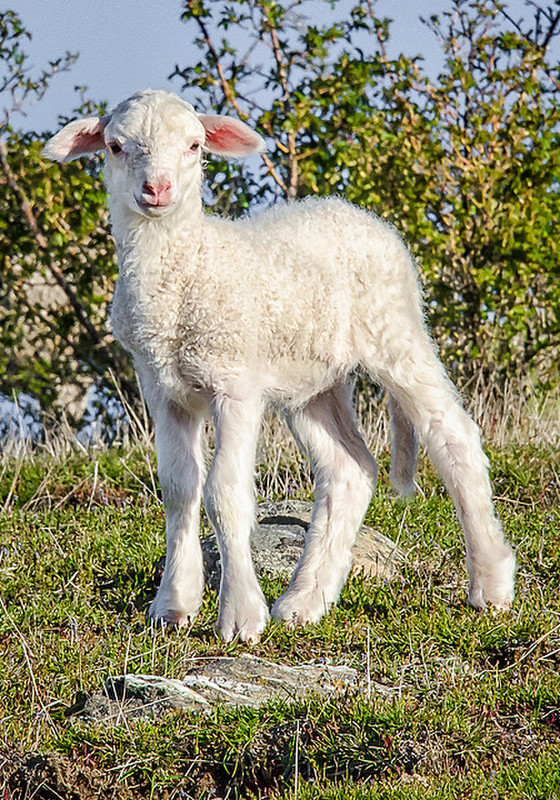 It&#39;s Lambing Season in NZ!