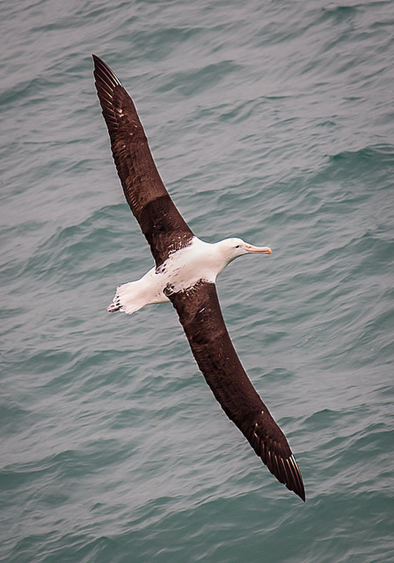 Albatross 3-Meter Wingspan