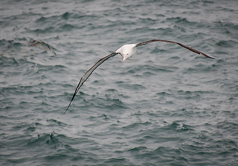 Albatross Coasting on the Winds
