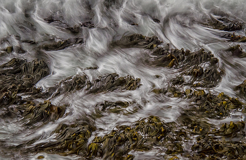 Tide Swirling Around Seaweed @ Curio Bay 1