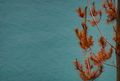 Red Pine Against Aqua Blue Waters in Abel Tasman