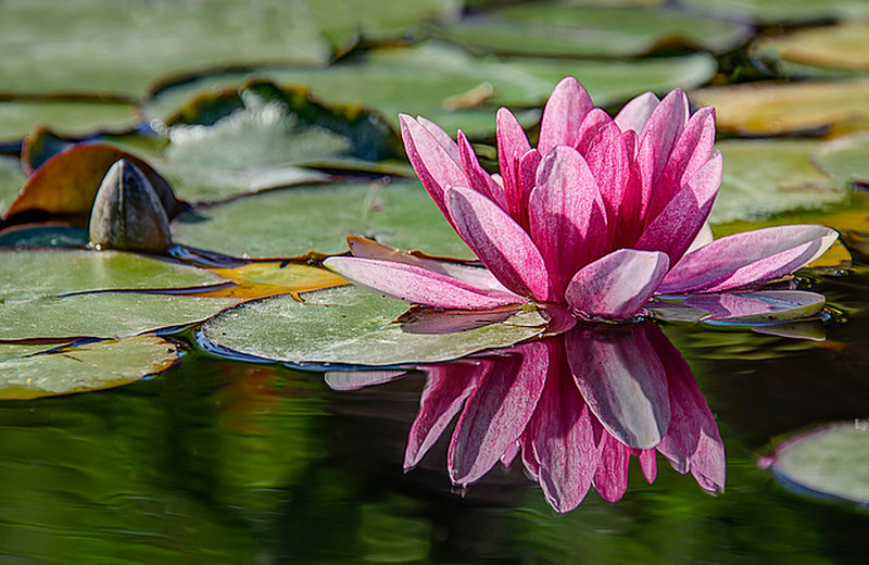 A Water Lily