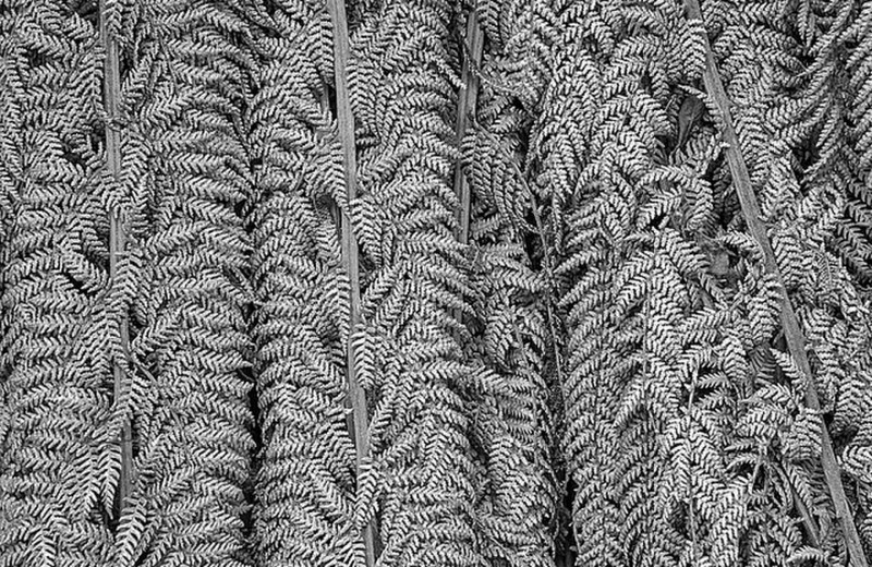 More from the Fern Series 3