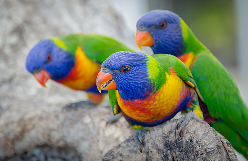 Parrots on Noosa River Walk