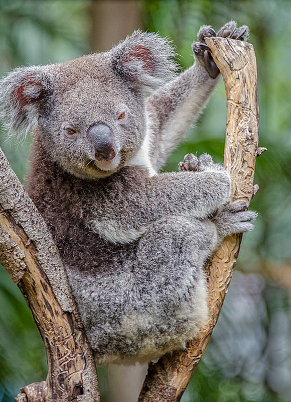 Sweet Koala Posing