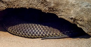 Snake in Australia Zoo