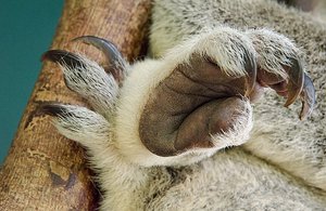 Koala Paw