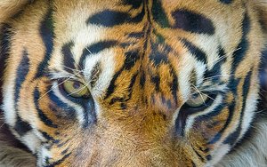 Tiger&#39;s Eye