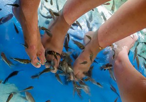 These fish will nibble the dead skin off your feet