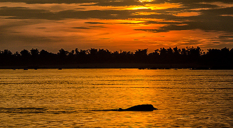 An Irawaddy Dolphin on the Mekong
