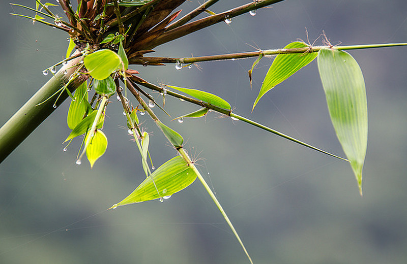 Water droplets on bamboo
