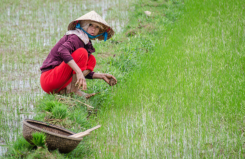 Transplanting rice shoots