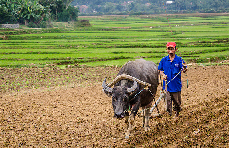 Many are still using water buffalo to plough