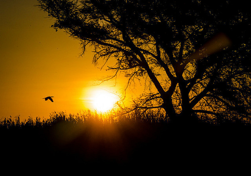 Twilight in the Okavango Delta I