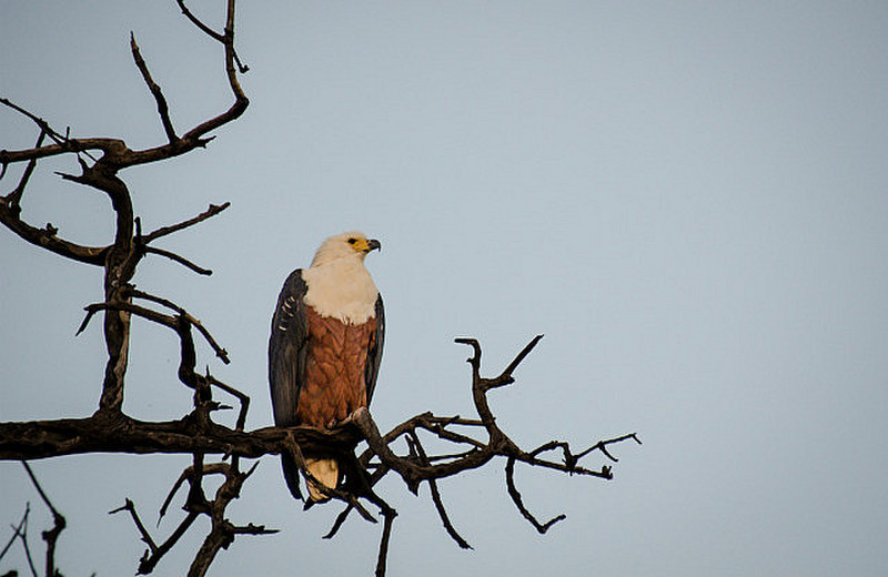 Fish eagle searching for next meal