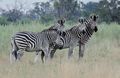 Zebra buddies I